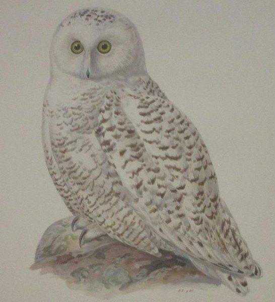 Grote chromolitho - Sneeuwuil - Nyctea Scandiaca - ca.1925, Ophalen of Verzenden, Flora en Fauna, Origineel, Lithografie