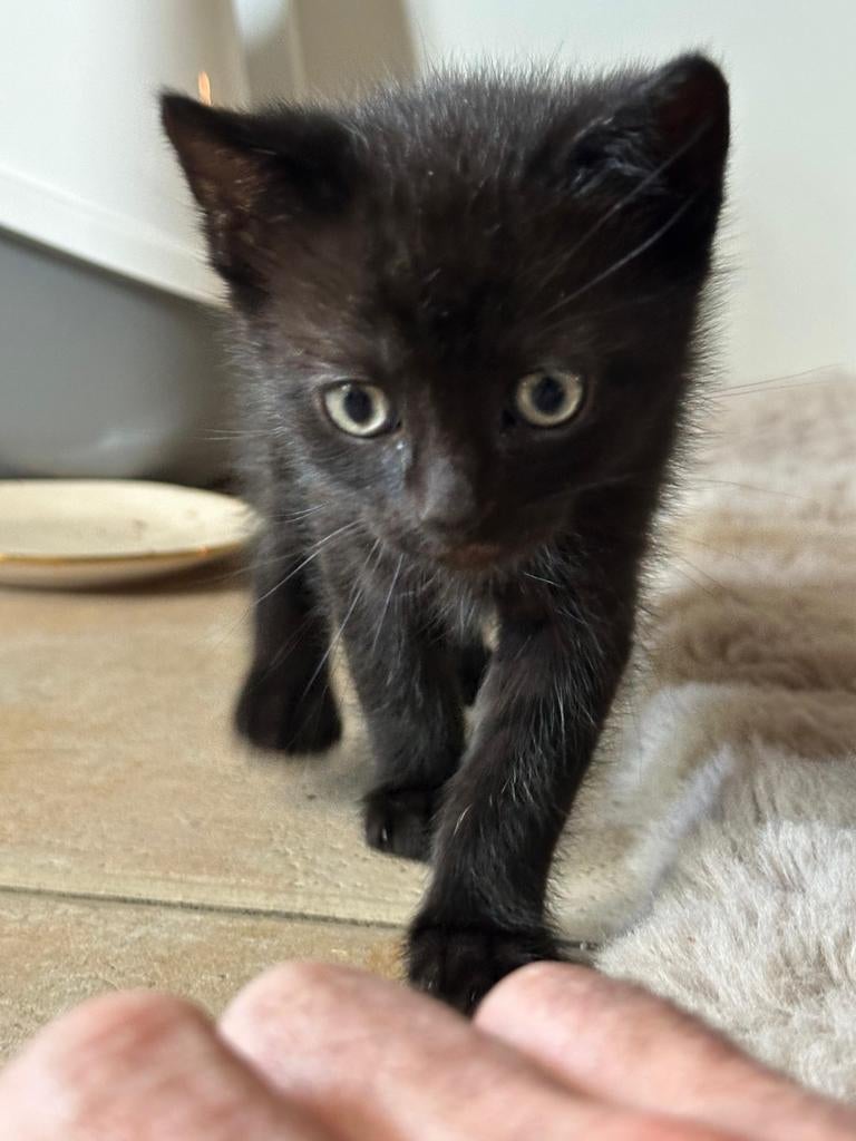 Super schattige knappe kittens!, Dieren en Toebehoren, Katten en Kittens | Overige Katten, Kater