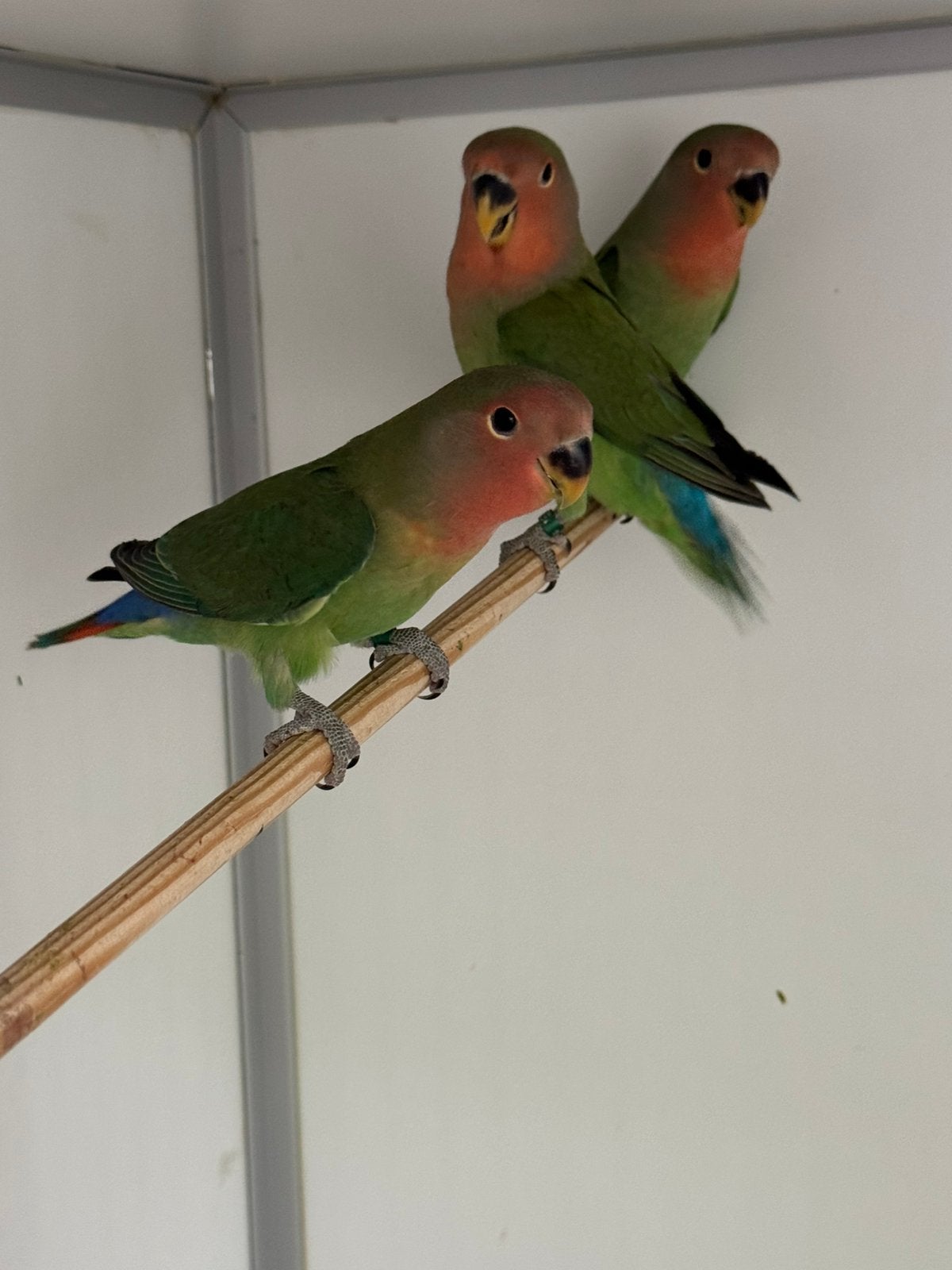 Meerdere Jonge Agapornis roseicollie om tam te maken, Meerdere dieren, Dwergpapegaai of Agapornis, Tam
