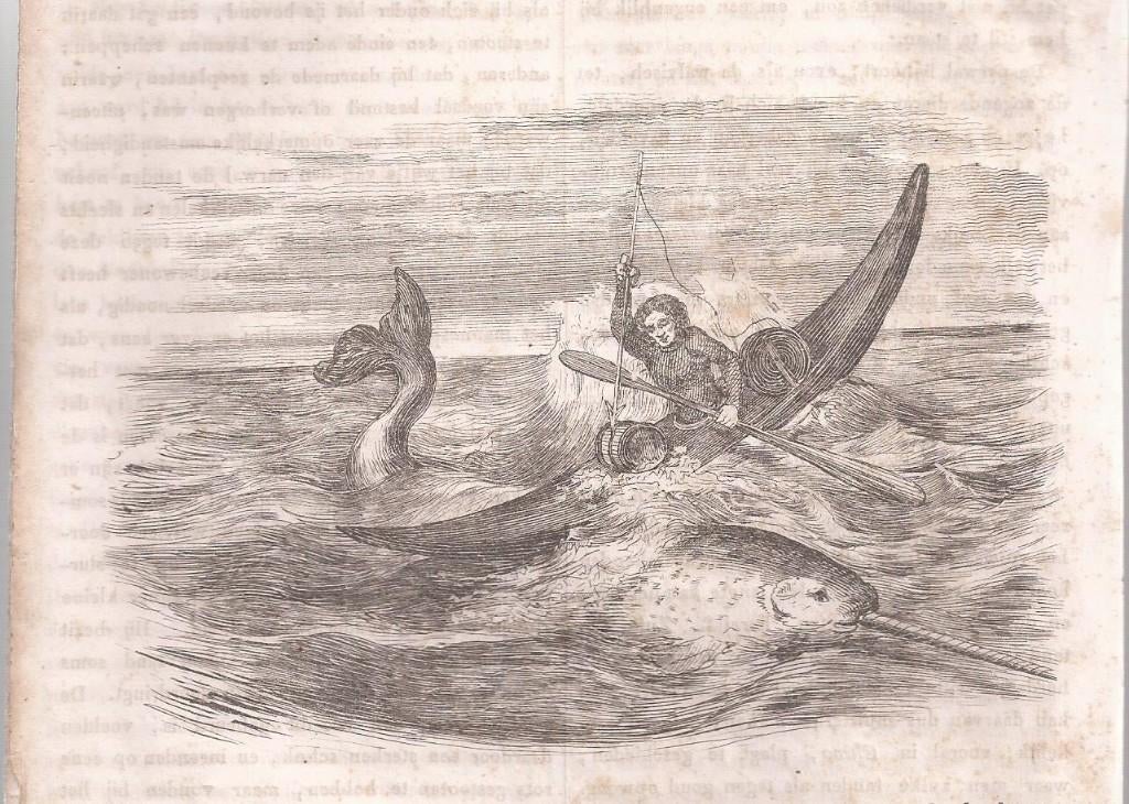 Het gevecht met den Narwal Houtgravure 1839, Antiek en Kunst, 1800 - 1899, 9 cm, Ophalen of Verzenden, Flora en Fauna