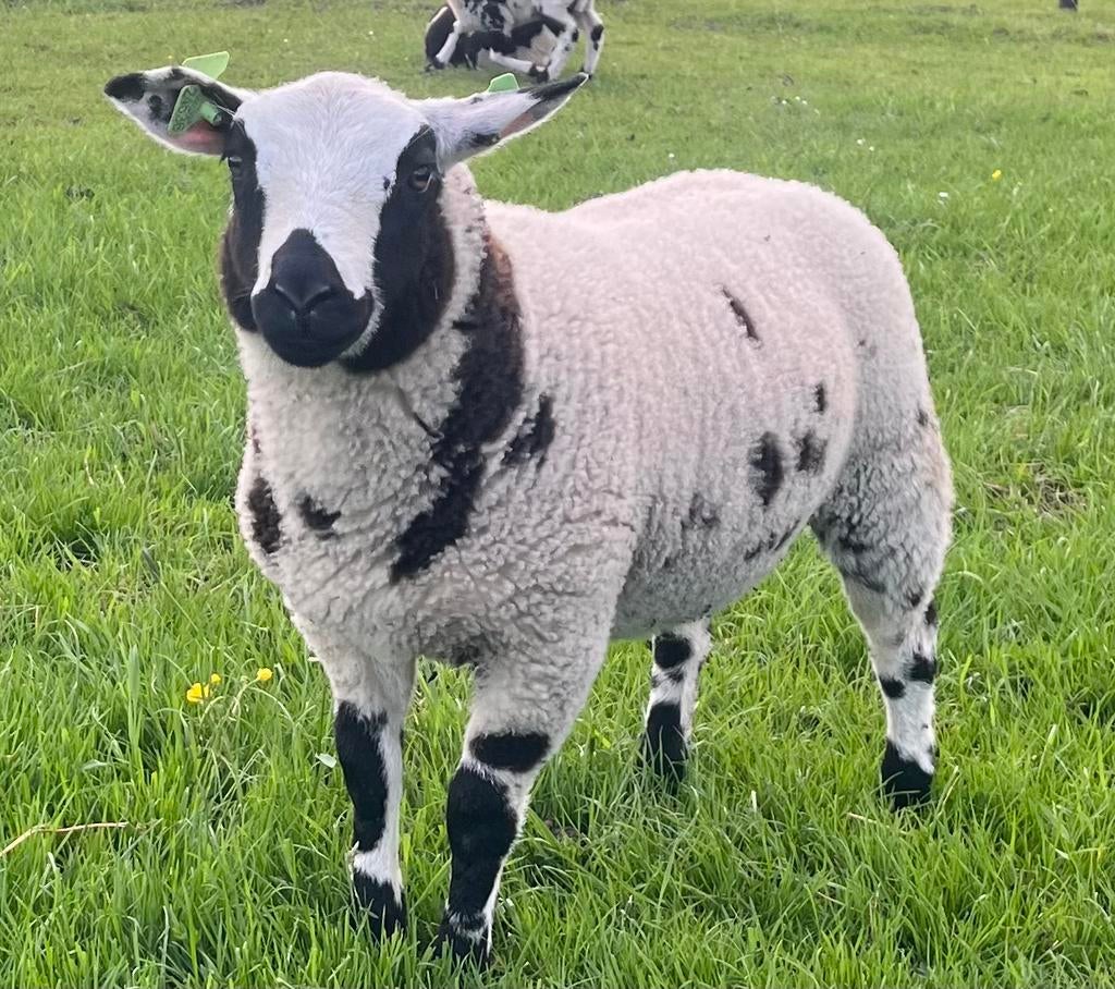 Stoere stamboek bonte ram, Dieren en Toebehoren, Mannelijk, Schaap