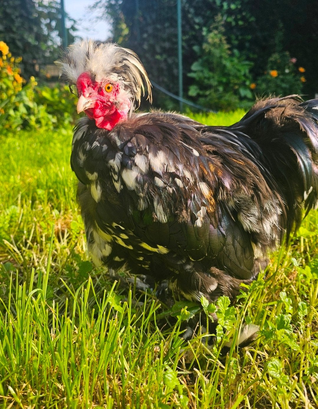 Prachtige USA Zijdehoen Haan – Glad veer Showgirl (€10, Dieren en Toebehoren, Mannelijk, Kip