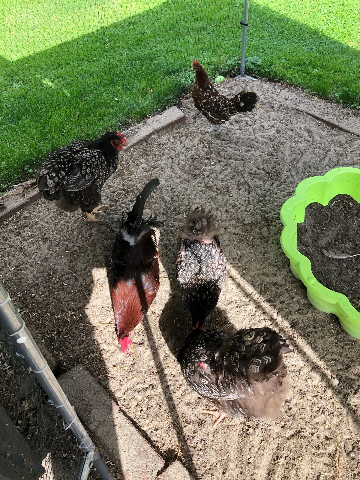 Pluimvee, Dieren en Toebehoren