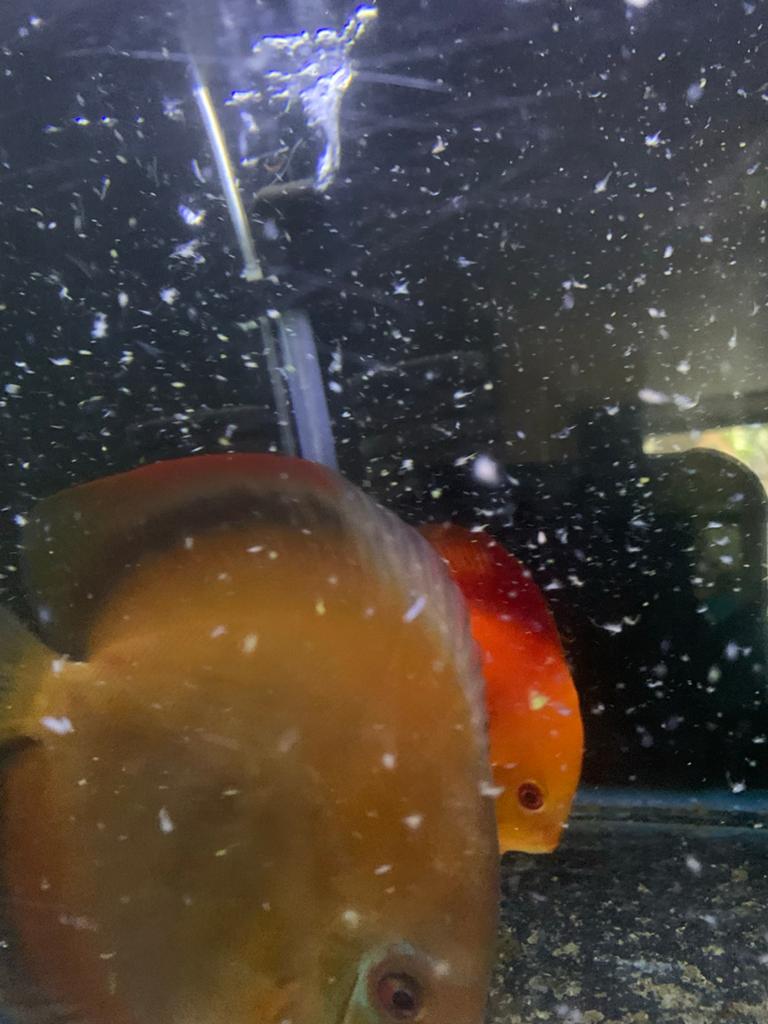 Koppel discus vissen, Dieren en Toebehoren, Vis