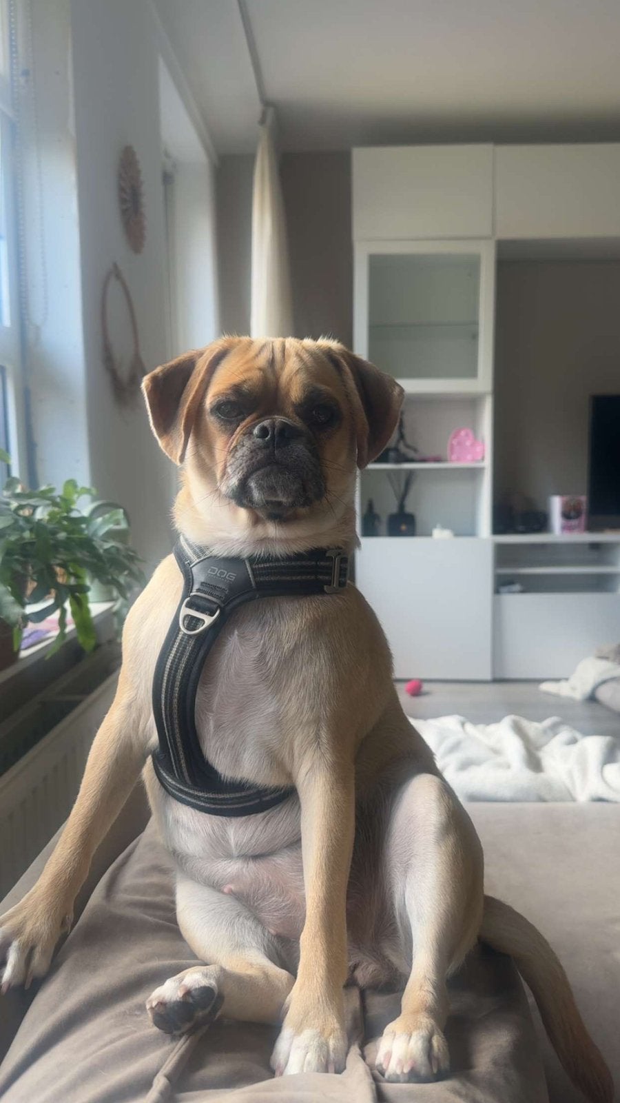 NIET TE KOOP. Dekreu gezocht Puggle of mops met gezonde neus, 1 tot 2 jaar, Teef, Eén hond, Nederland