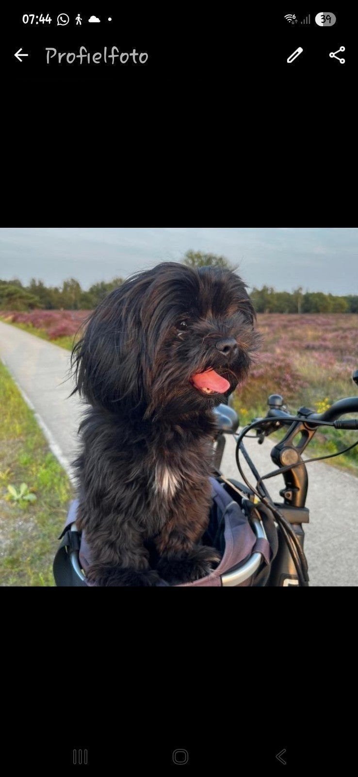 dekreu gezocht.., 1 tot 2 jaar, Eén hond, Nederland, Particulier