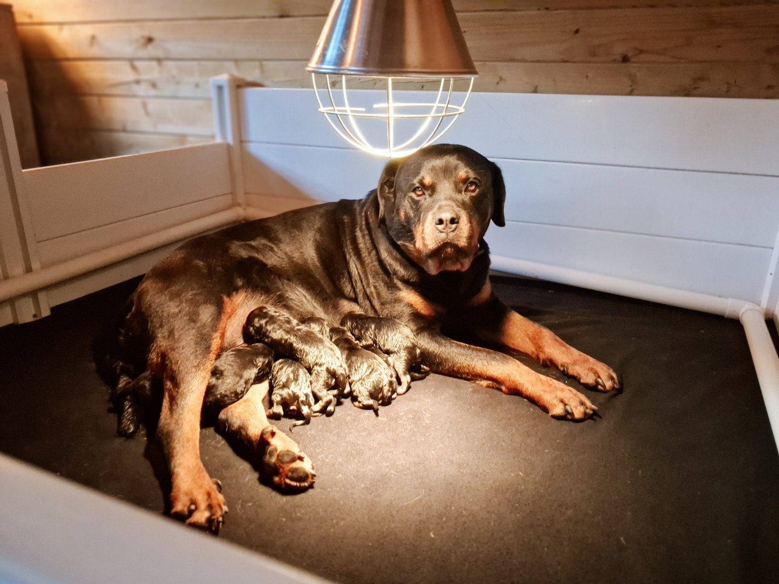 Rottweiler pups, Overige rassen, 8 tot 15 weken, Meerdere, Meerdere dieren