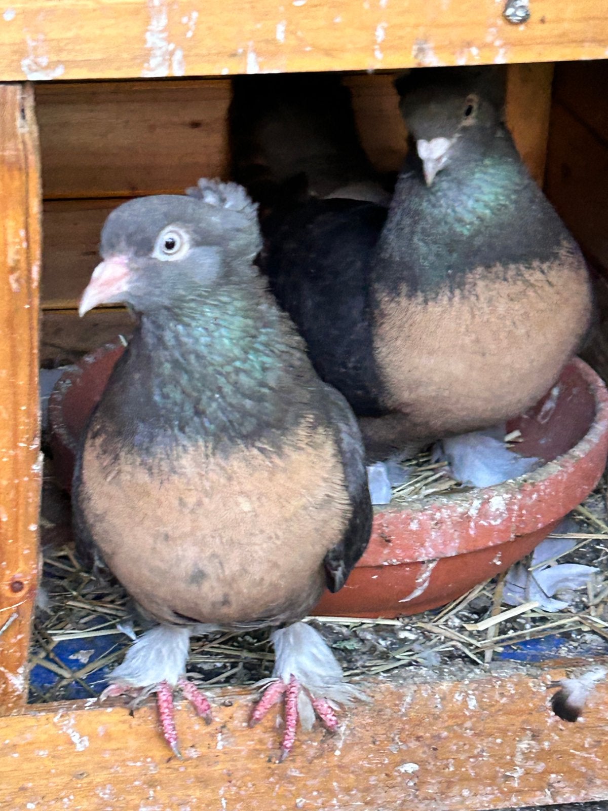 Takla miro koppel, Dieren en Toebehoren, Vogels | Duiven, Meerdere dieren, Overige soorten