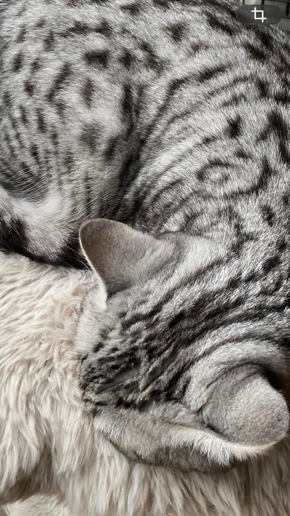 Prachtige Silver Tabby Bengaal kittens, Dieren en Toebehoren, Katten en Kittens | Raskatten | Korthaar, Meerdere dieren, 0 tot 2 jaar