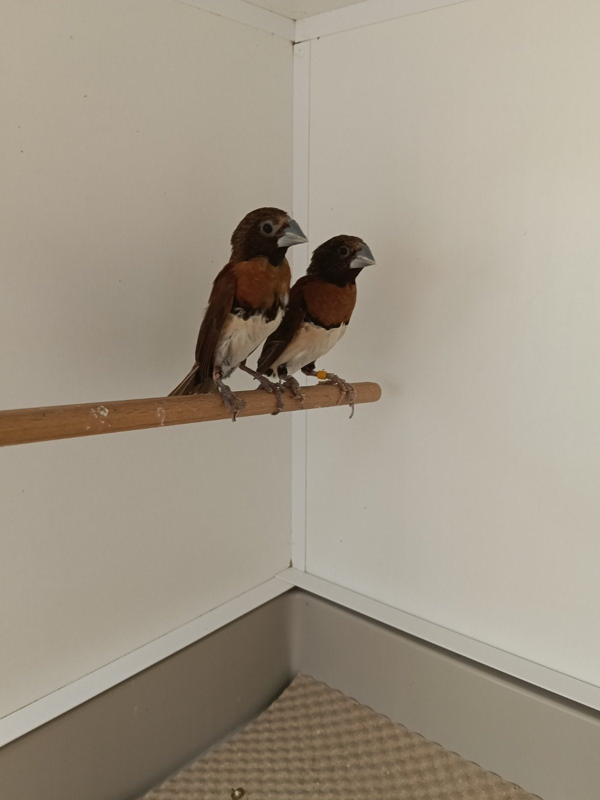 Bruinborst rietvinken koppel, Meerdere dieren, Tropenvogel, Tam