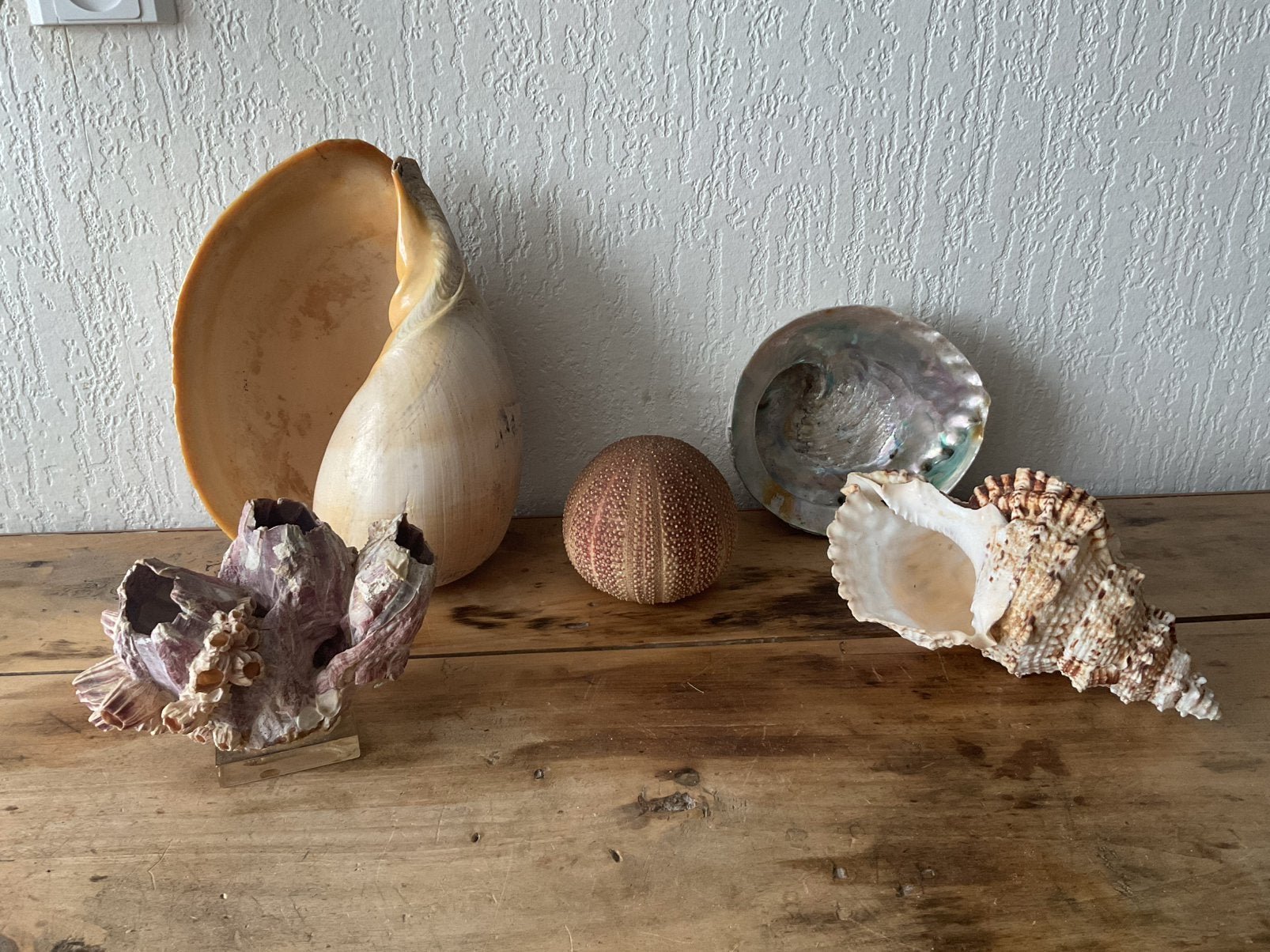 Lot grote schelpen, Verzamelen, Ophalen of Verzenden, Schelp(en)