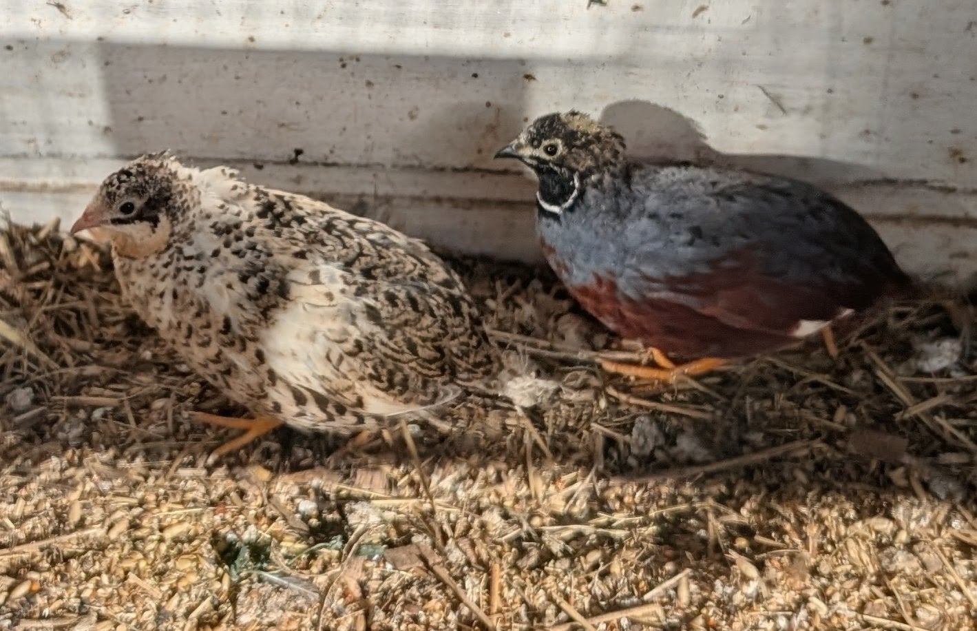 Koppel Chinese Dwergkwartels, Dieren en Toebehoren, Meerdere dieren