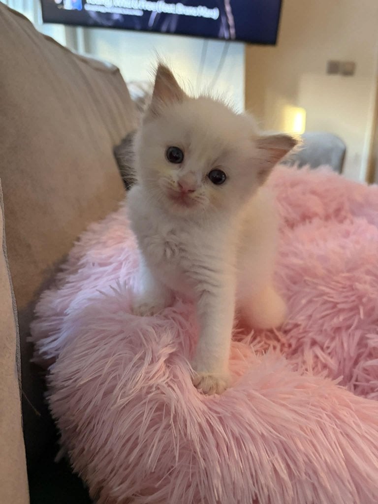 Prachtige Cinnamon & Cinnamon Sepia Ragdoll Kittens, Meerdere dieren, Gechipt, 0 tot 2 jaar