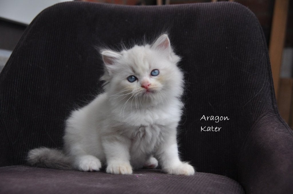 Lieve Ragdoll kittens met stamboom en geteste ouders, Meerdere dieren, Met stamboom, 0 tot 2 jaar