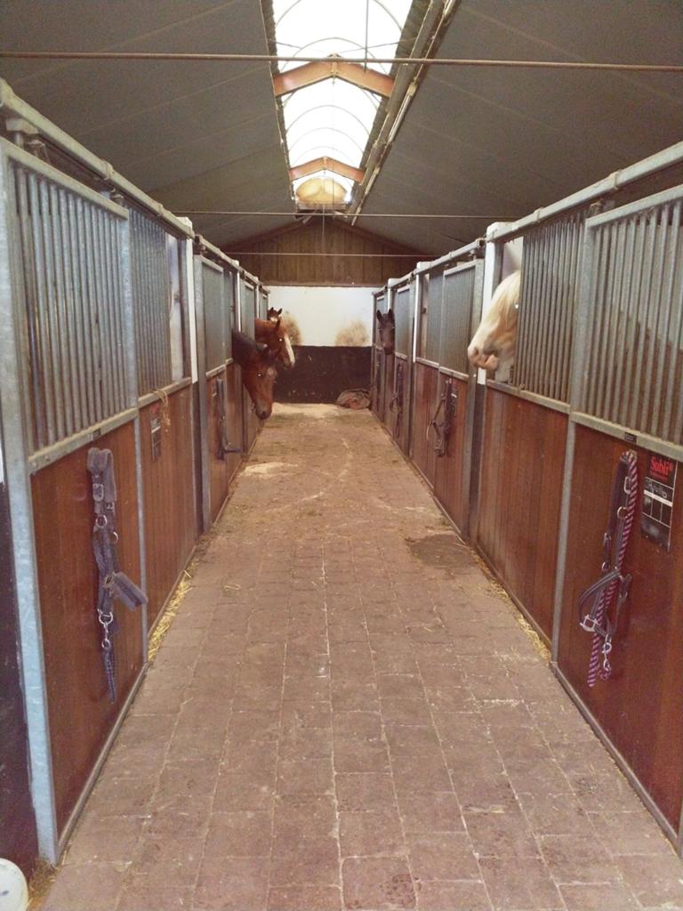 Pension stallen te huur prachtige locatie, Dieren en Toebehoren, Stalling en Weidegang
