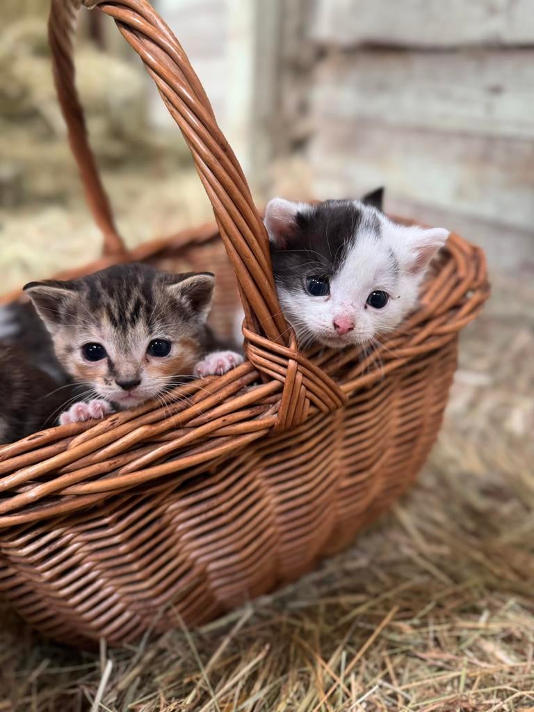 Boederij katten, Dieren en Toebehoren, Meerdere dieren, 0 tot 2 jaar