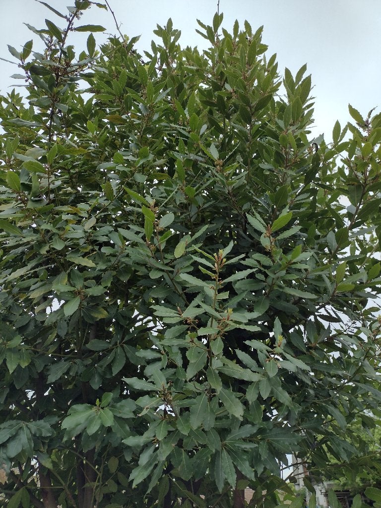 Gratis verse laurier (Laurus Nobilis), Ophalen