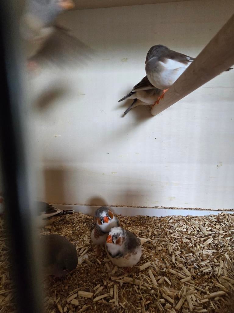 10 stuks zebravinken, Dieren en Toebehoren, Vogels | Overige Vogels, Meerdere dieren