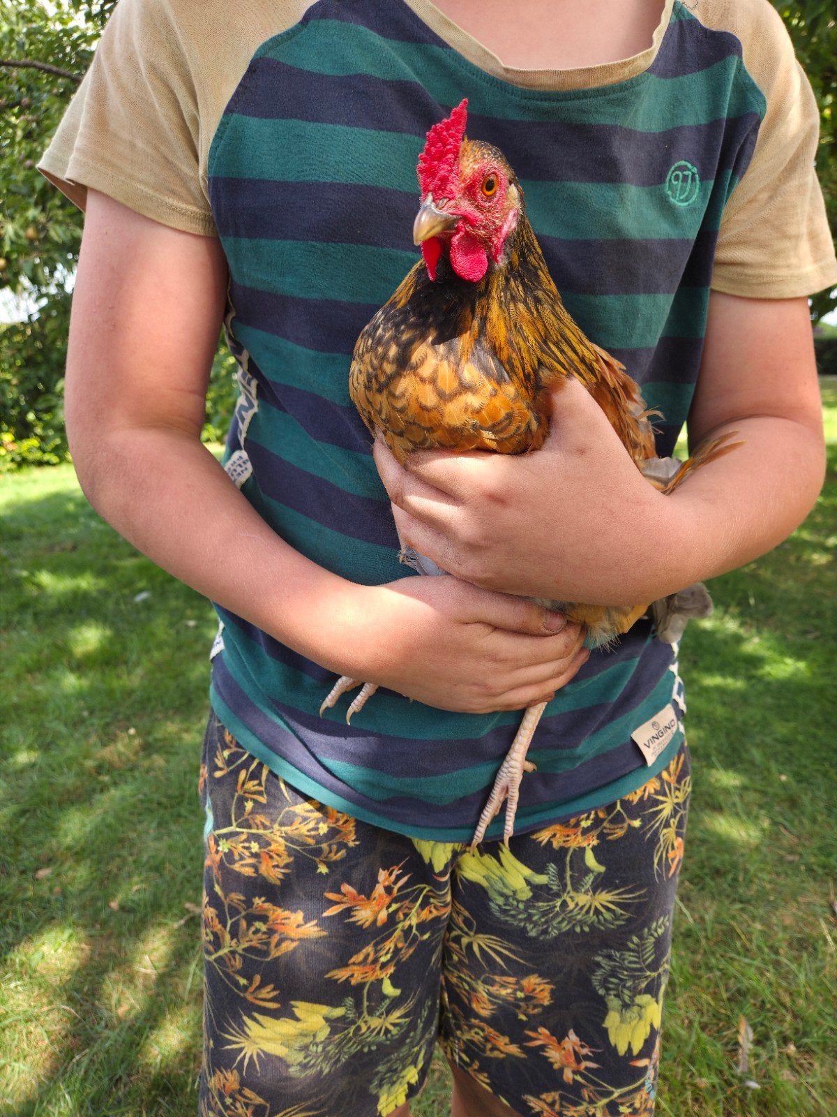 Prachtige kriel hanen, Dieren en Toebehoren, Pluimvee, Mannelijk, Kip