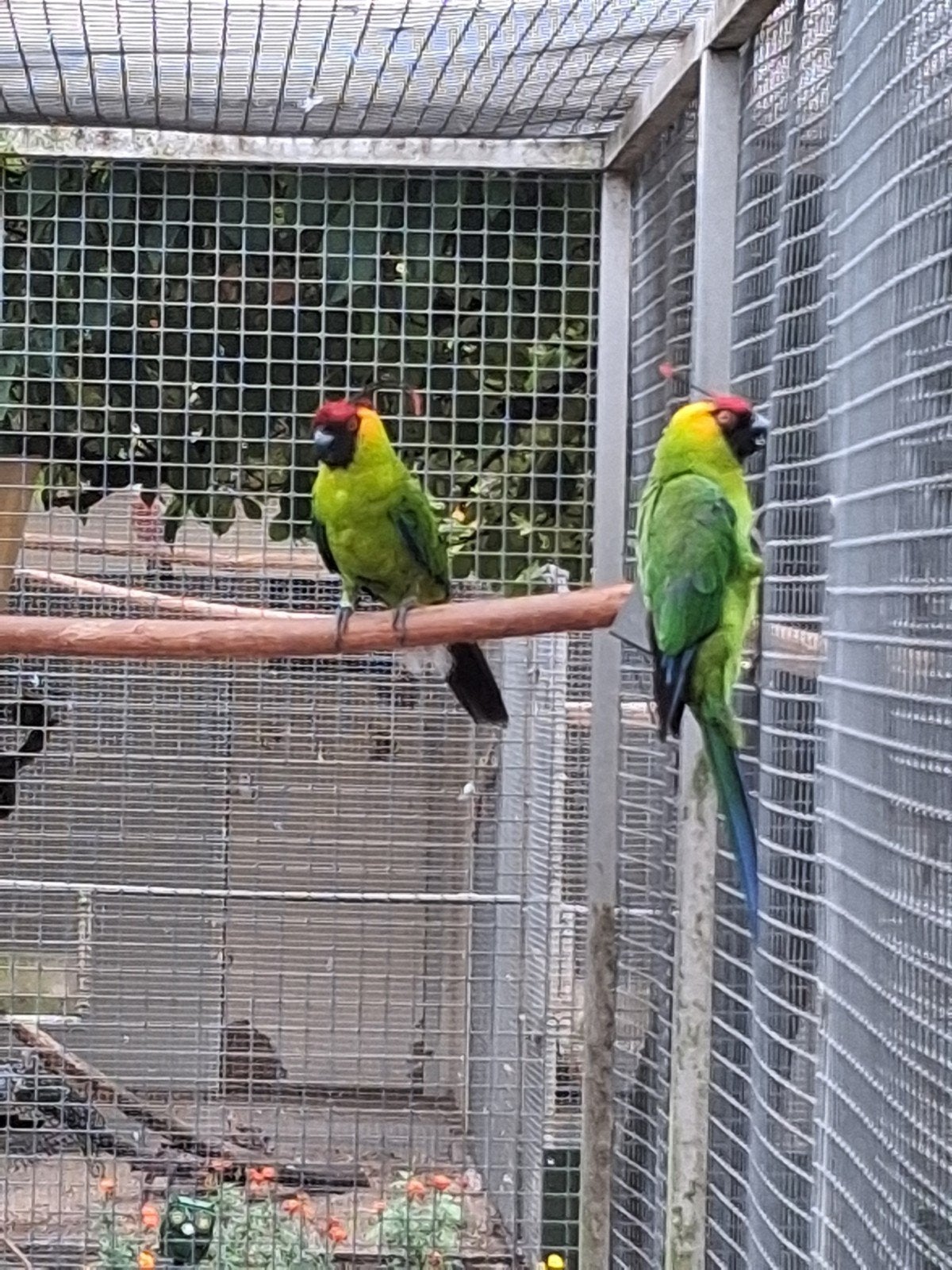 Hoorn parkieten, Dieren en Toebehoren, Meerdere dieren, Parkiet, Geringd