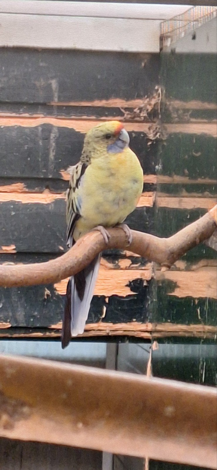 strogele rosella, Dieren en Toebehoren, Vogels | Parkieten en Papegaaien, Meerdere dieren, Parkiet, Geringd