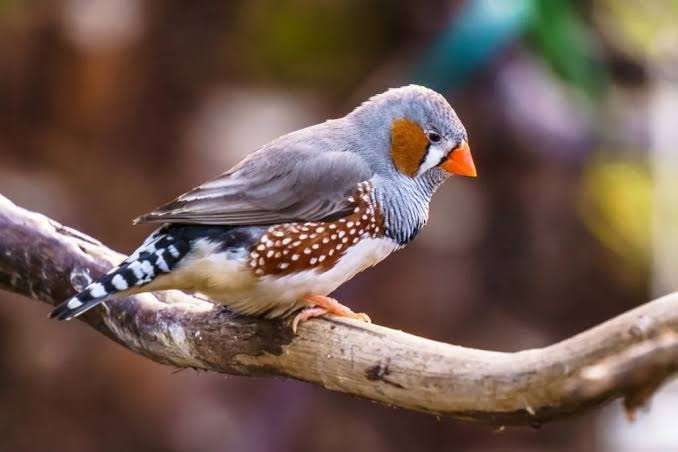 Zebravink(en) gezocht voor een mooie volière in Soest, Dieren en Toebehoren, Mannelijk, Parkiet