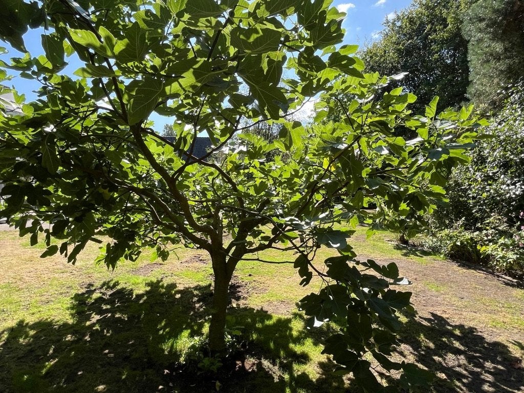 Vijgenboom groot, Lente, Volle zon, Ophalen of Verzenden, Vijgenboom