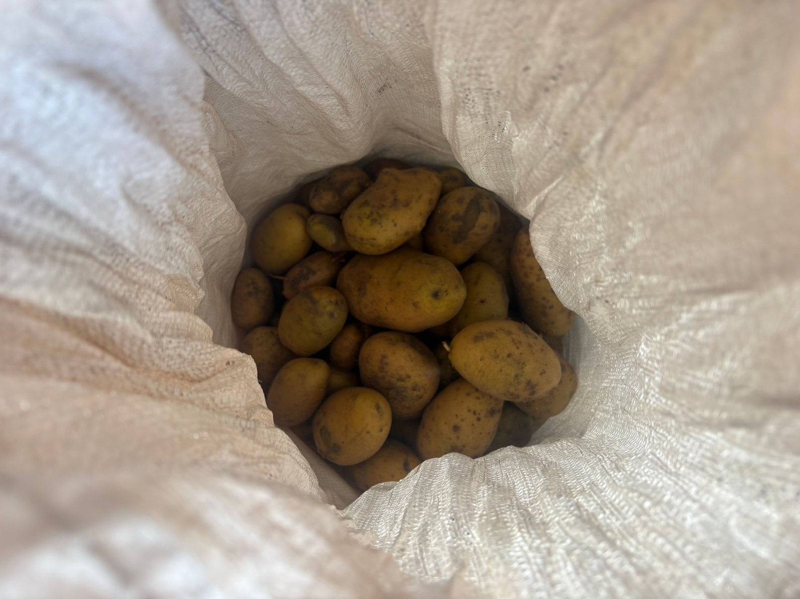 Biologische aardappelen uit eigen tuin, Diversen, Levensmiddelen, Ophalen of Verzenden