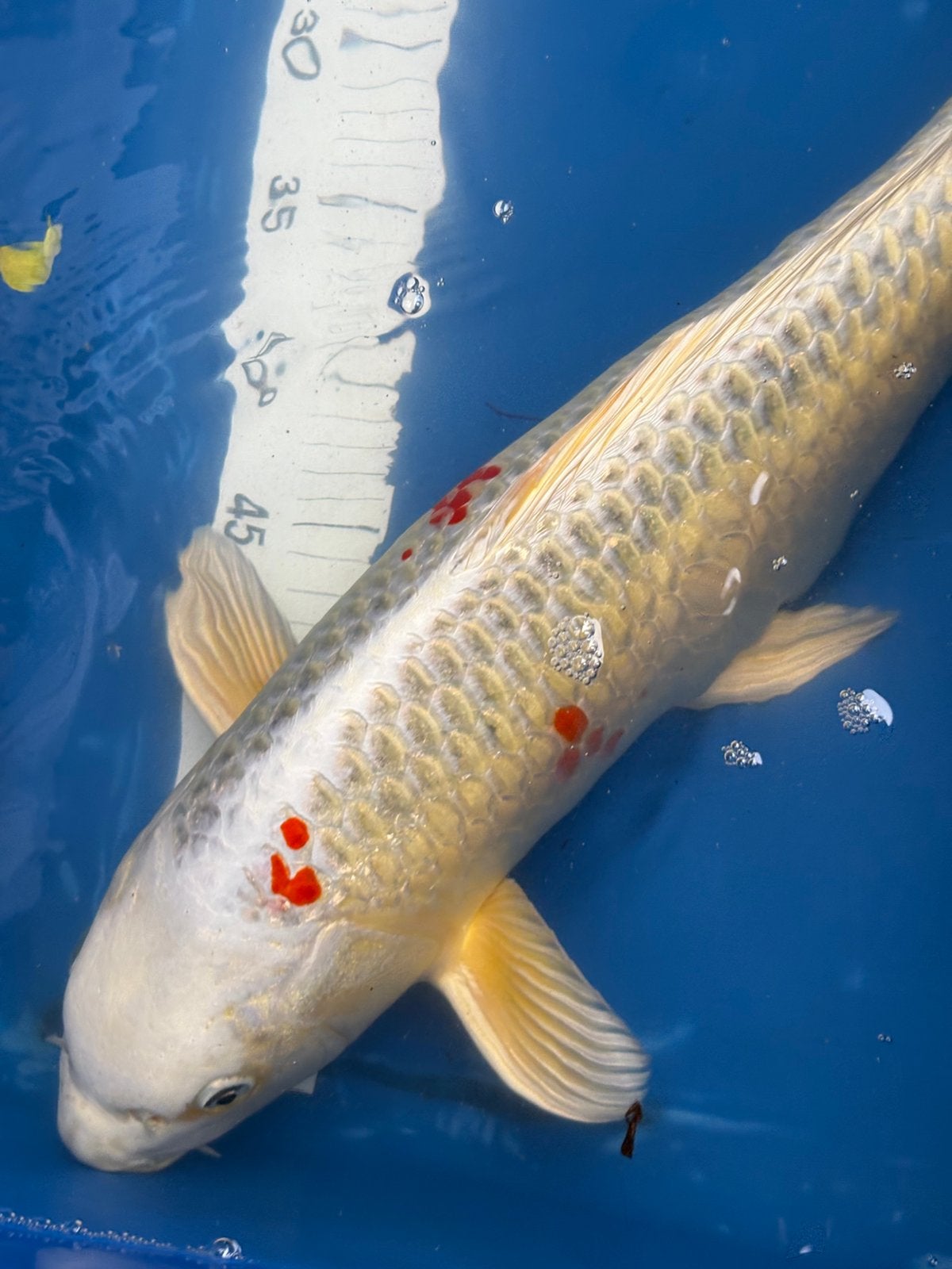 45 cm koi, Karper of Koi