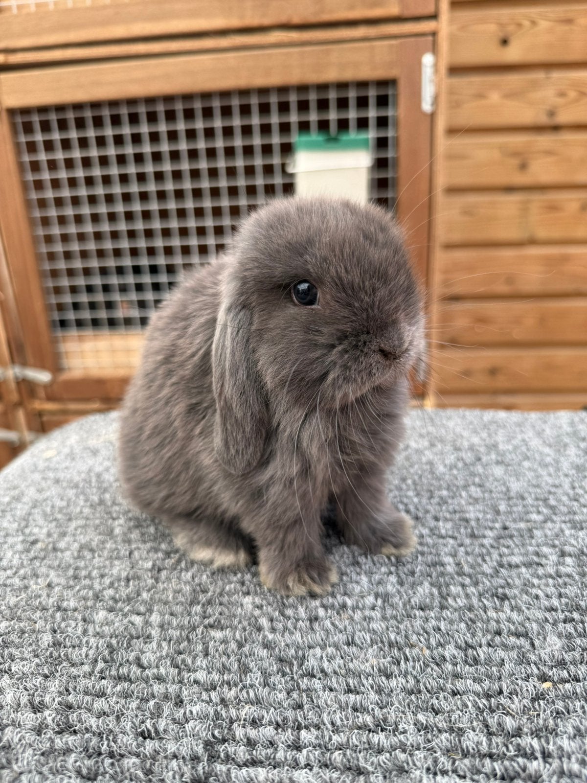 Prachtige lieve minilop konijntjes, Dieren en Toebehoren, Meerdere dieren, Dwerg