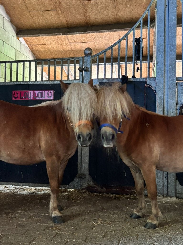 2 prachtige mini shetlanders merries met stamboom, Dieren en Toebehoren, Pony's, Merrie, Met stamboom, Niet van toepassing, A pony (tot 1.17m)
