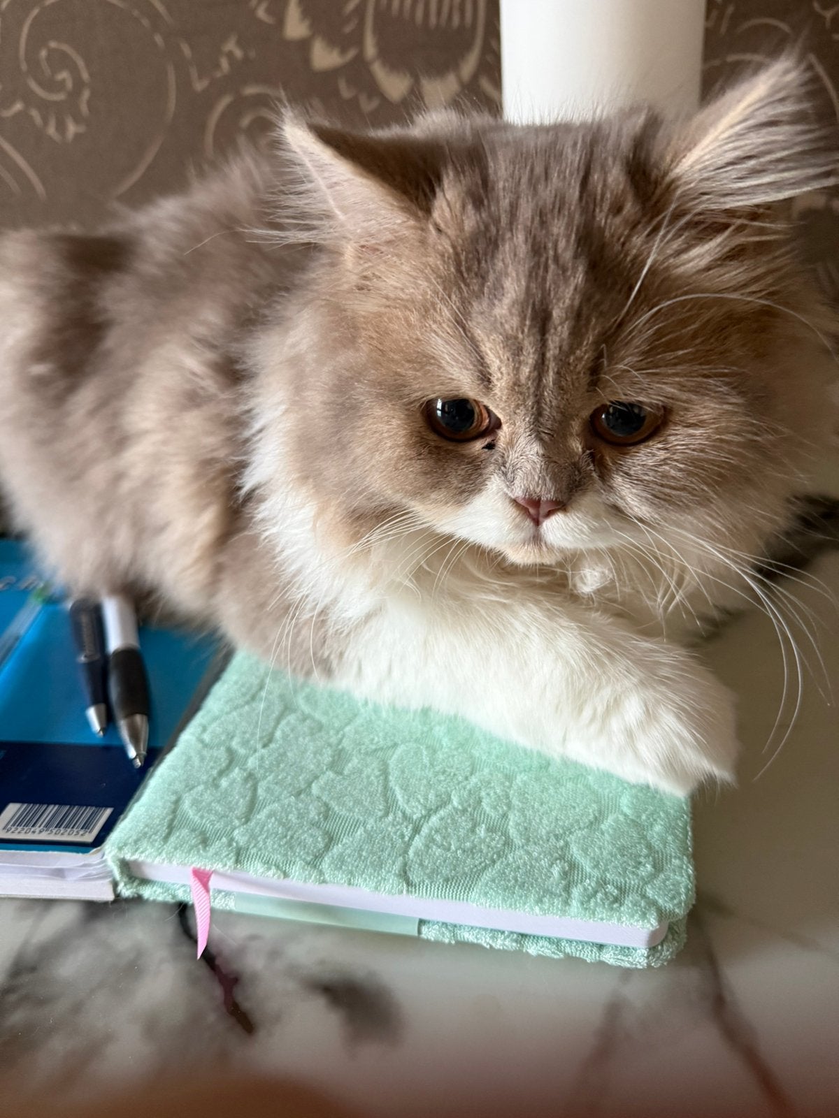 Britishlanghaar, Kater