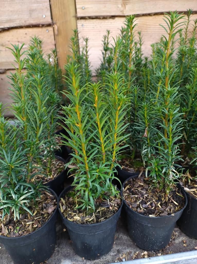 Taxus baccata en media soorten P9 plantgoed vanaf €1,25, Overige soorten, Volle zon, Vaste plant, Ophalen of Verzenden