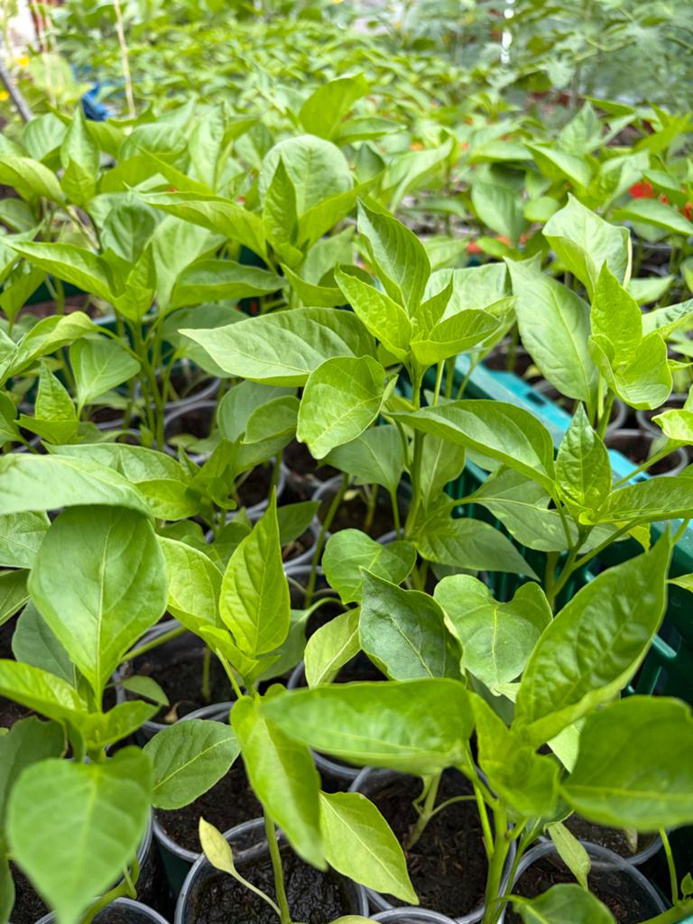 Paprika,Peper,Tomaten,Aubergine stekjes, Volle zon, Groenteplanten, Eenjarig, Ophalen of Verzenden