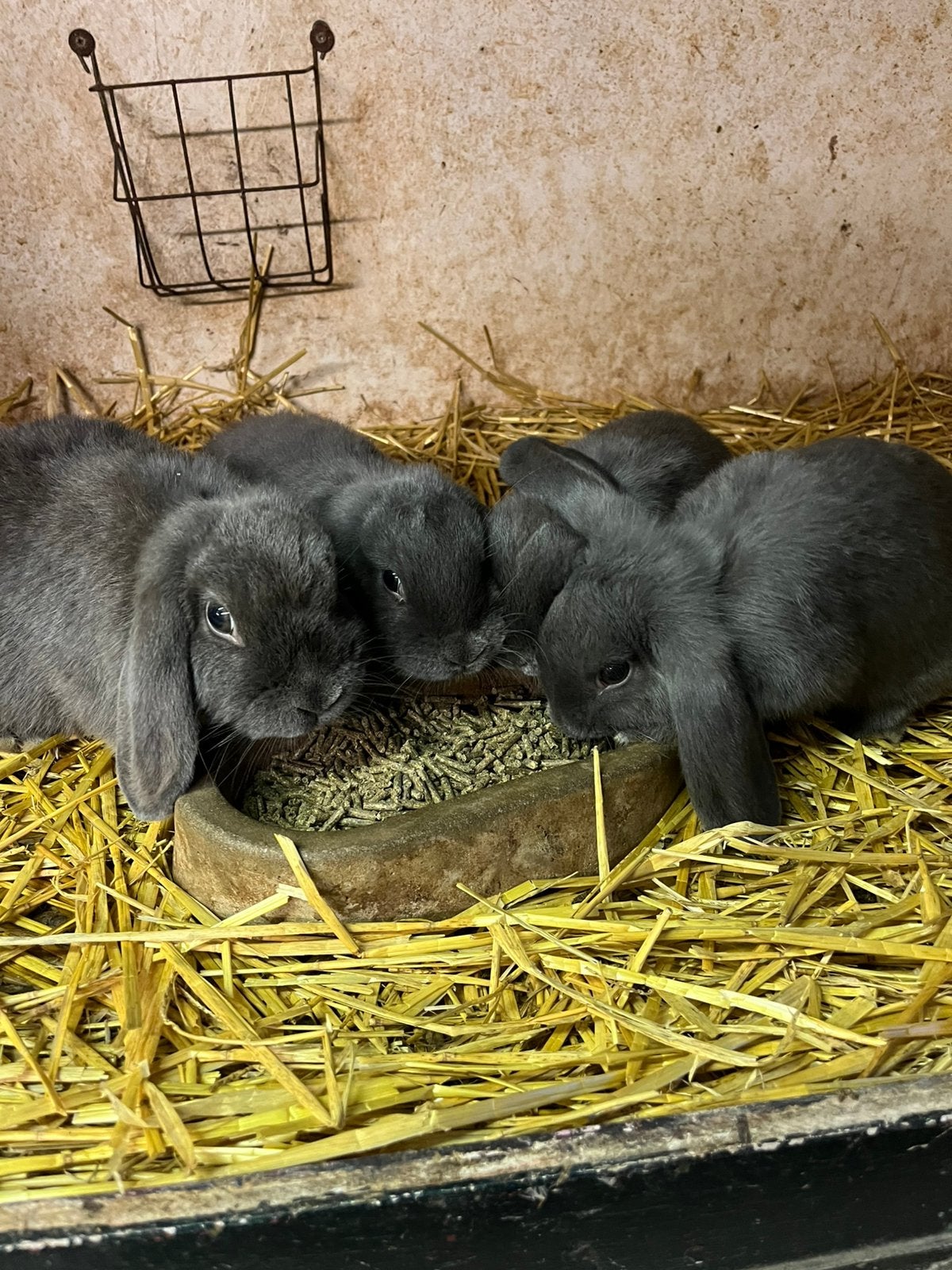 Te koop Hangoor Dwerg konijntjes, Dieren en Toebehoren, Konijnen, Meerdere dieren, Dwerg, Hangoor