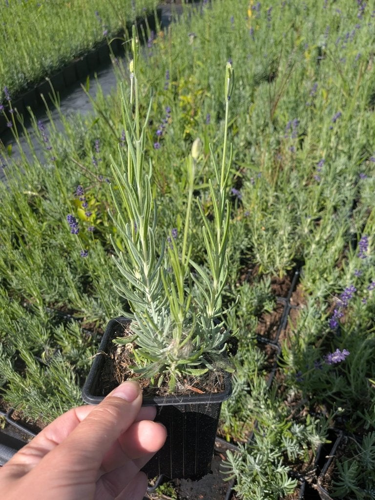 Lavendel hidcote lavendula p9, Volle zon, Vaste plant, Zomer, Ophalen