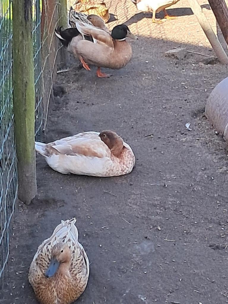 Broedeieren van kaky cambeleend, Dieren en Toebehoren, Pluimvee, Geslacht onbekend, Eend