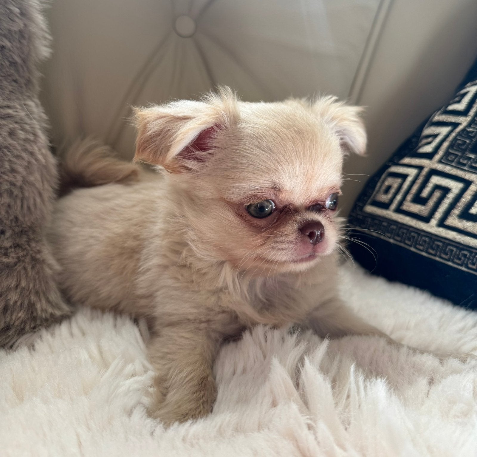 Prachtige langharige chihuahua pups, CDV (hondenziekte), 8 tot 15 weken, Meerdere, Meerdere dieren