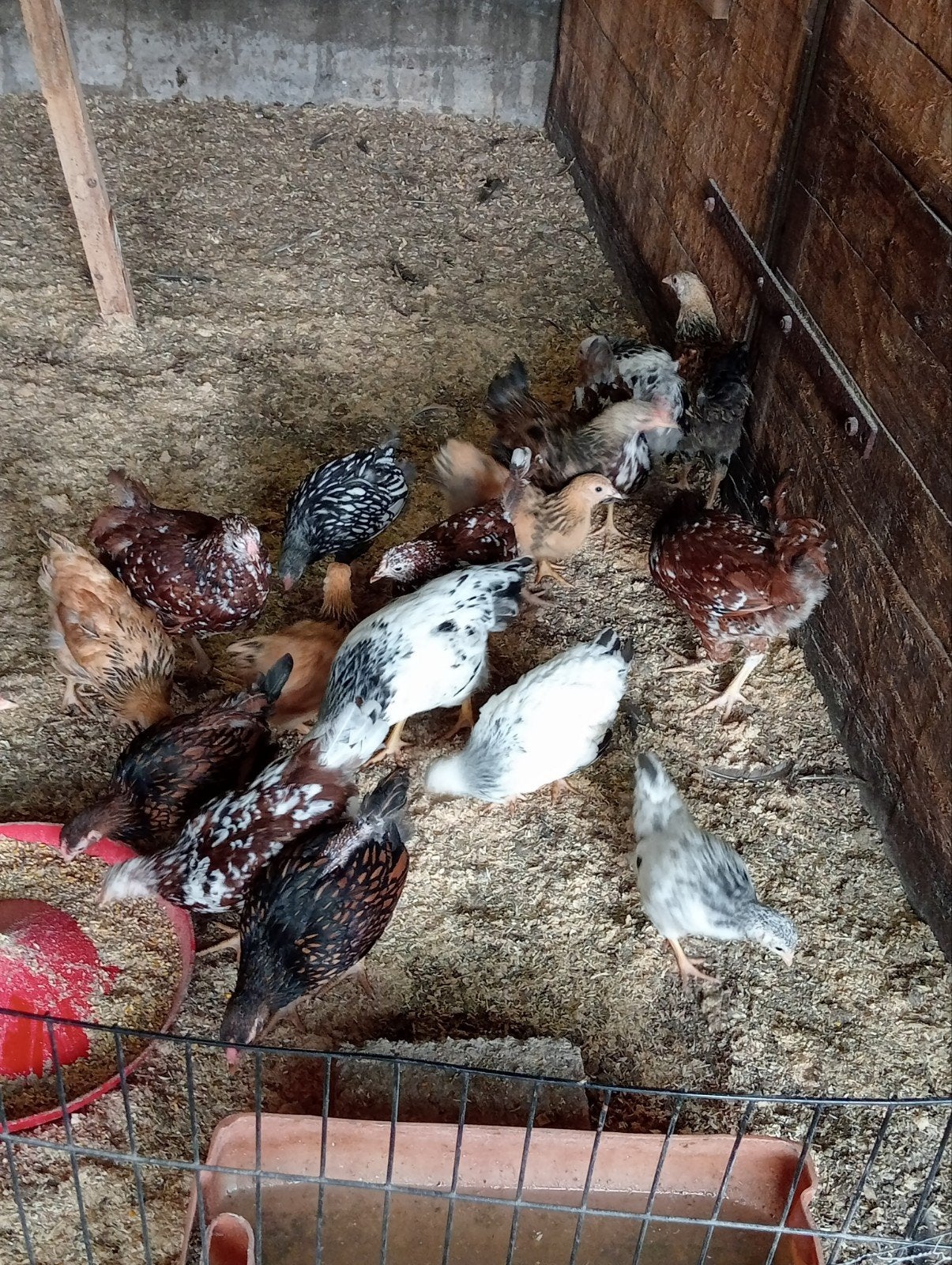 wyandotte kriel, Dieren en Toebehoren