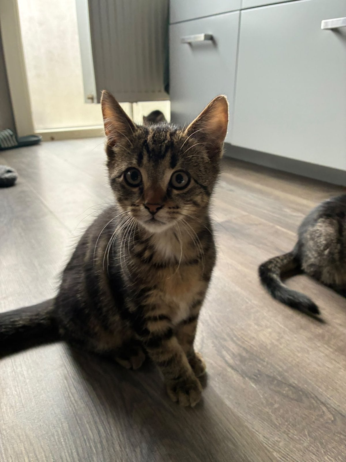 Lieve sociale kittens (Cyperse zijn gereserveerd), Meerdere dieren