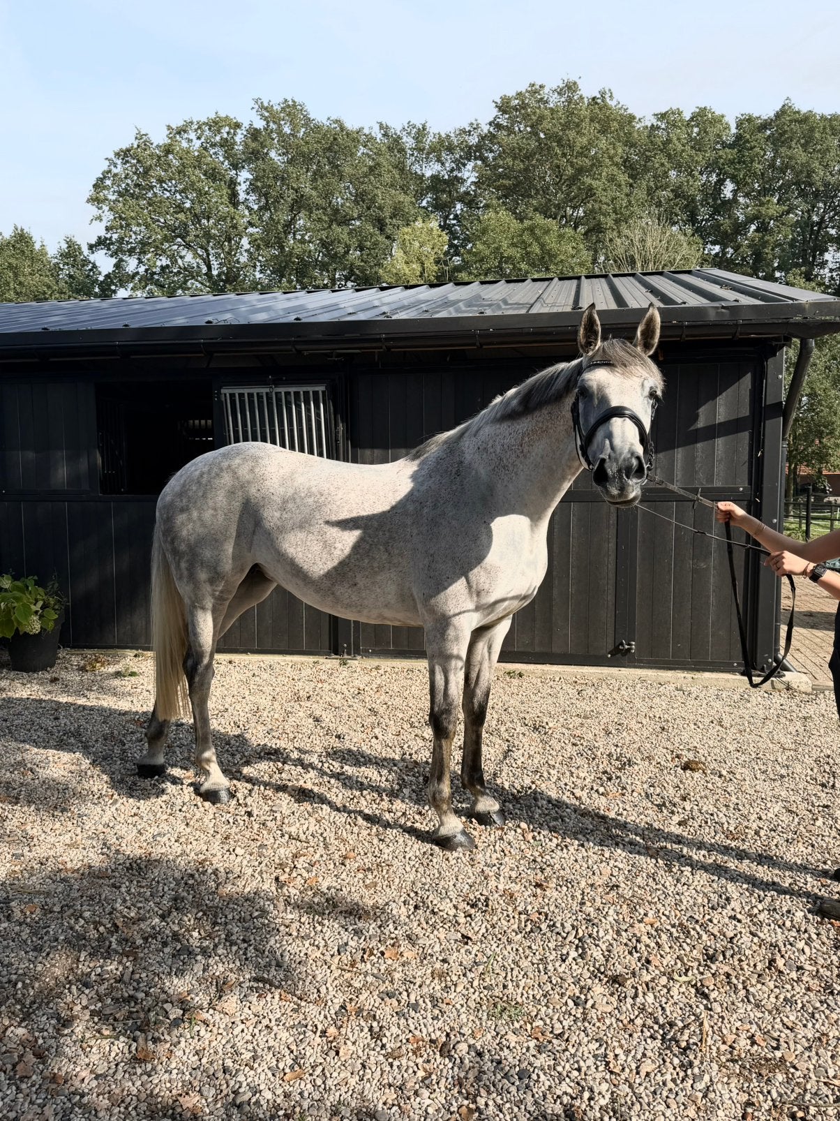Super gave 8 jarige merrie te koop, Merrie, Springpaard, Met stamboom, 3 tot 6 jaar