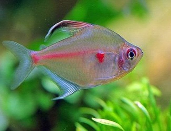 Schooltje 12x hyphessobrycon erythrostigma / Bloedvlek Tetra, Dieren en Toebehoren, Vis, Zoetwatervis, Schoolvis
