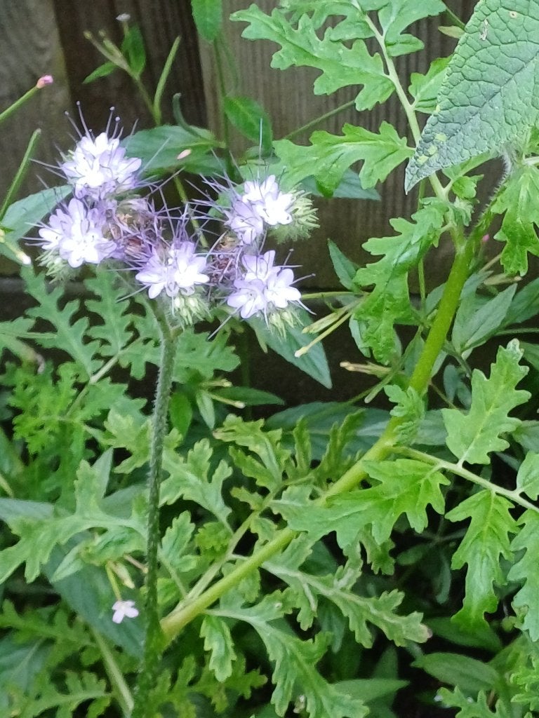 Phacelia - Bijenvoer, Ophalen of Verzenden, Volle zon