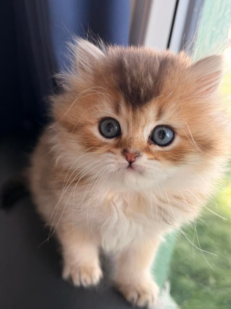 Prachtige Britse kittens te koop korthaar en langhaar, Dieren en Toebehoren, Poes, Gechipt, 0 tot 2 jaar