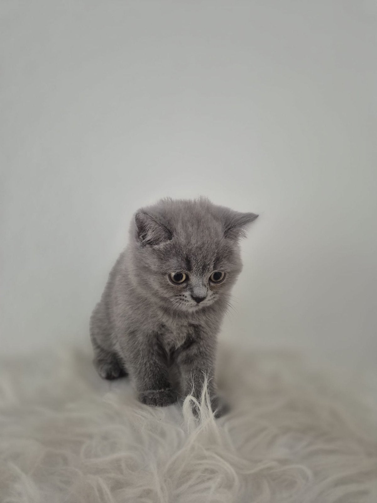 Licht/donker grijs britse korthaar kittens, Poes, Ontwormd, 0 tot 2 jaar