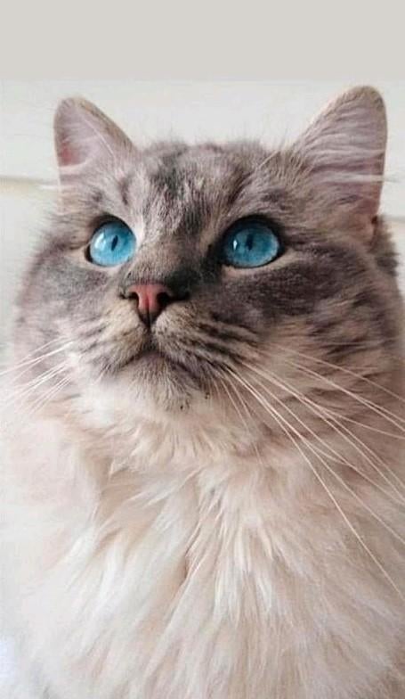Ragdoll Dekkater met dekkingsgarantie, Dieren en Toebehoren, Katten en Kittens | Dekkaters, 3 tot 5 jaar