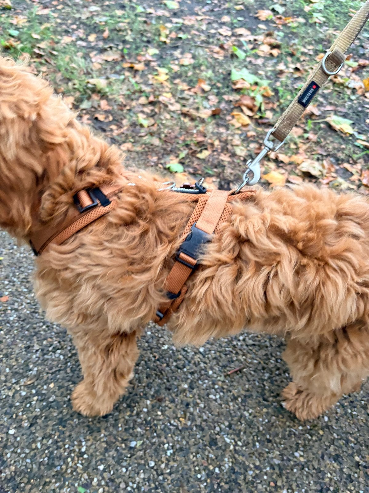 2x tuigje voor puppy Petlando Y-Comfort doorgroei-set, Ophalen of Verzenden, Zo goed als nieuw, Halsband