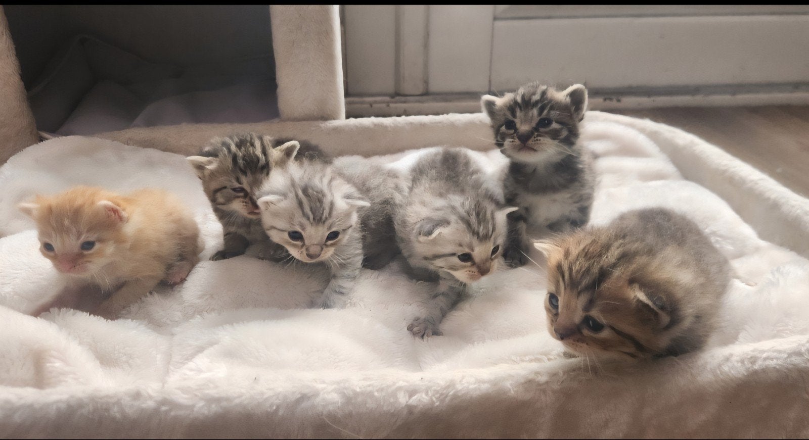shaded zilver Pers/ Europese korthaar kittens., Dieren en Toebehoren, Katten en Kittens | Raskatten | Korthaar, Meerdere dieren