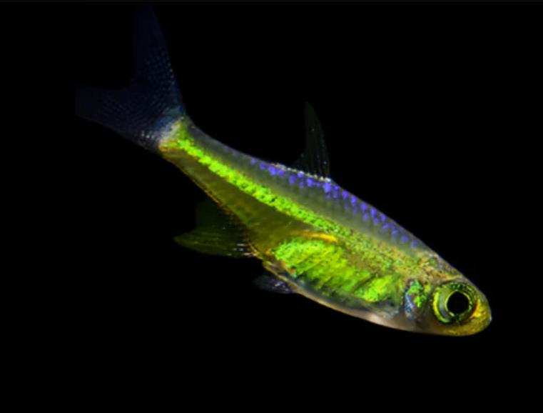 Microdevario kubotai – Smaragd Dwergrasbora, Dieren en Toebehoren, Vissen | Aquariumvissen, Vis