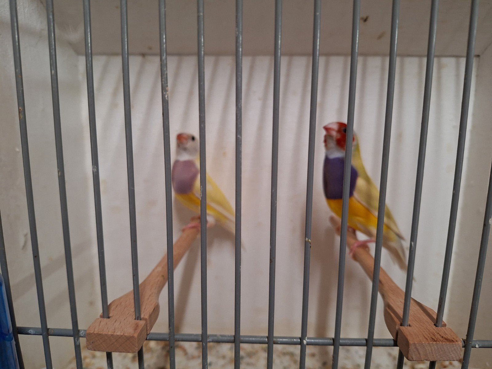 Gould amadines, Dieren en Toebehoren, Meerdere dieren, Geringd